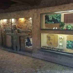 Gorilla Interpretation