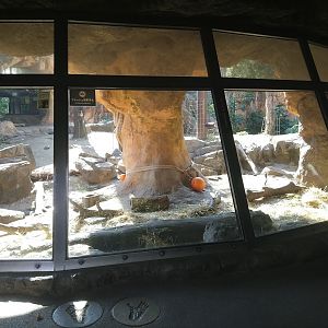 Gorilla Exhibit