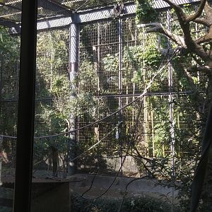 White-handed Gibbon Exhibit