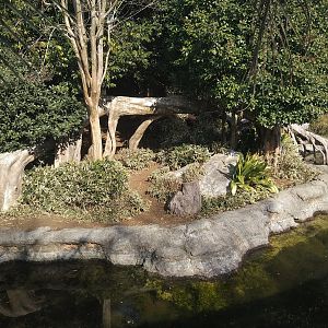 Tapir Exhibit