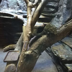 Common Tree Shrew