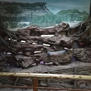 Naked Molerat Exhbit