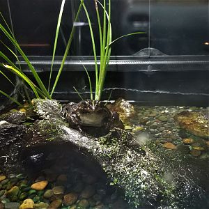 Tokyo Daruma Pond Frog