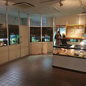 Japanese Endemic Herps Room