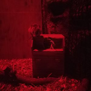 Grey Short-tailed Opossum