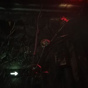 Japanese Dwarf Flying Squirrel