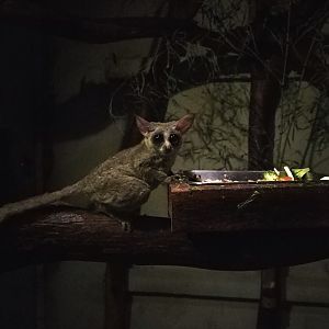 Senegal Galago