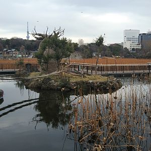 Shinobazu Pond With Lemur Island