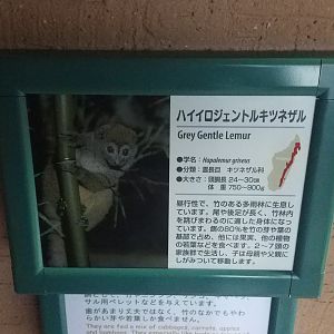 Grey Gentle Lemur Signage