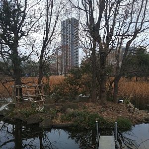 Stellar's Sea Eagle Island