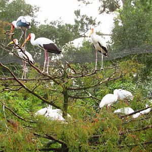 Yellow-Billed Storks & African Spoonbills
