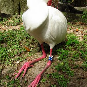 African Spoonbill #12