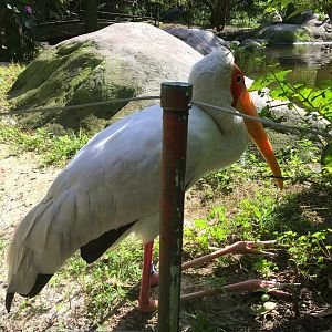 Yellow-Billed Stork #34