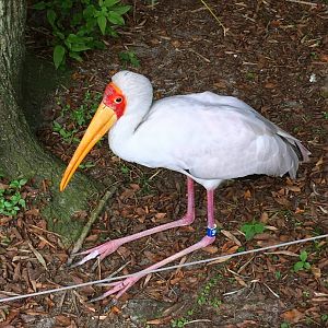 Yellow-Billed Stork #34