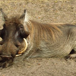 Warthog Chico