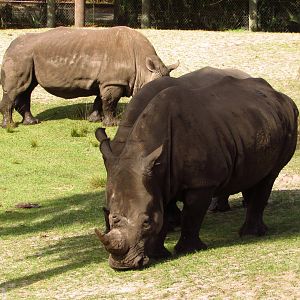White Rhinos Archie, Gabby & Kande