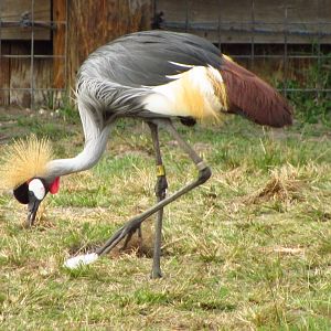 Grey Crowned Crane