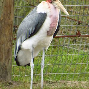 Marabou Stork