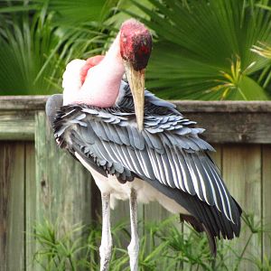 Marabou Stork Preening