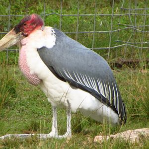 Marabou Stork Resting