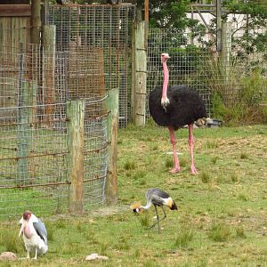 Masai Ostrich Jack, Grey Crowned Crane & Marabou Stork