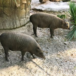 North Sulawesi Babirusas