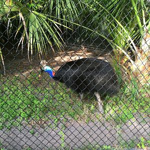 Southern Cassowary Brisby