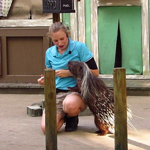 Campground Critters Spike On Delivery Service