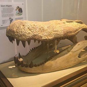 Purussaurus brasiliensis