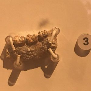 Phenacodus (lower jaw bone fragment)