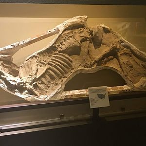 Protolabis barstowensis