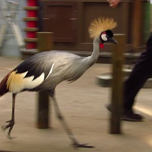 Campground Critters Moe Gardening