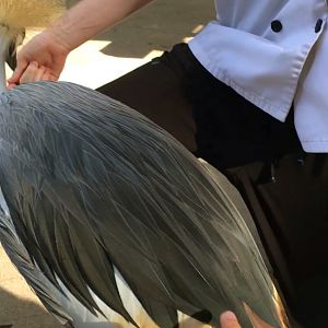 Campground Critters Petting Moe