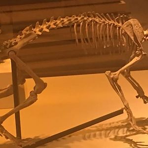 Hyaenodon (front right) and Merycoidon (back left)