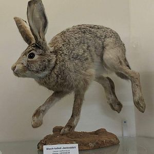 Black tailed jackrabbit (Lepus californicus)