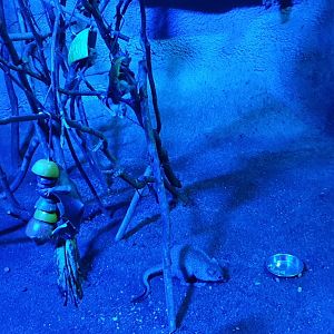 Western Brush-tailed bettong