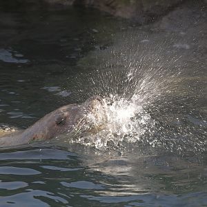 Steller's sea lion bull exhaling