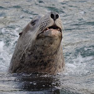 Steller's sea lion bull