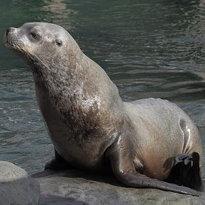 Steller's sea lion bull