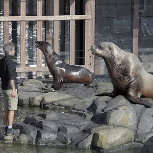 Steller's sea lion feeding time