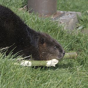 Canadian beaver with branch