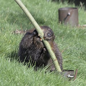 Canadian beaver in action