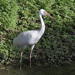Siberian white crane
