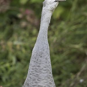Florida sandhill crane calling