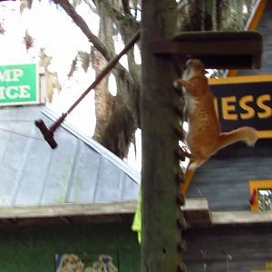 Campground Critters Cat Climbing