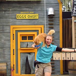 Campground Critters Cat Receiving Treats