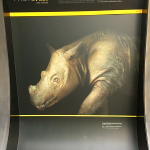 Photo Ark Exhibit Sumatran Rhinoceros