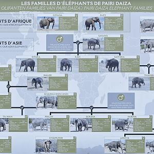 Elephant recognition and relationships poster
