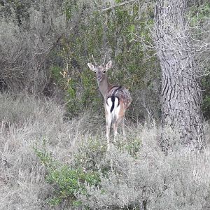 Fallow Deer