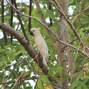Lesser Sulphur-crested Cockatoo (Cacatua sulphurea)
